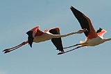 Fliegende Flamingos Camargue, Frankreich